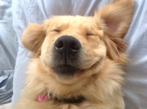 smilingdog
